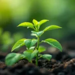 scopri come far attecchire al 100% le tue piantine curando le radici, senza l'uso di concimi o acqua, per una crescita sana e naturale.