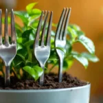 scopri perché piantare forchette nel terreno delle tue piante può migliorare la crescita e la salute del tuo giardino in modo semplice ed efficace.